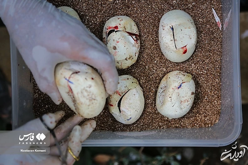 (تصاویر) تولد بچه مارهای پیتون در پارک چمران کرج